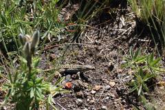 Sceloporus subniger