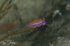 Flabellina