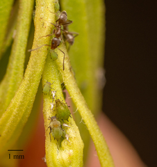 Aphis spiraecola