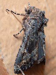 Neumichtis spumigera