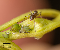 Aphis spiraecola