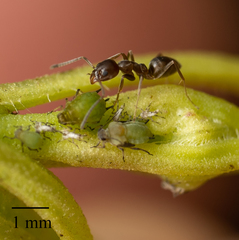 Aphis spiraecola