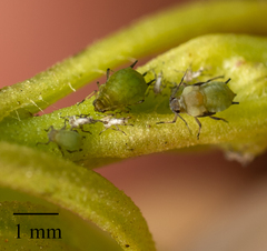 Aphis spiraecola