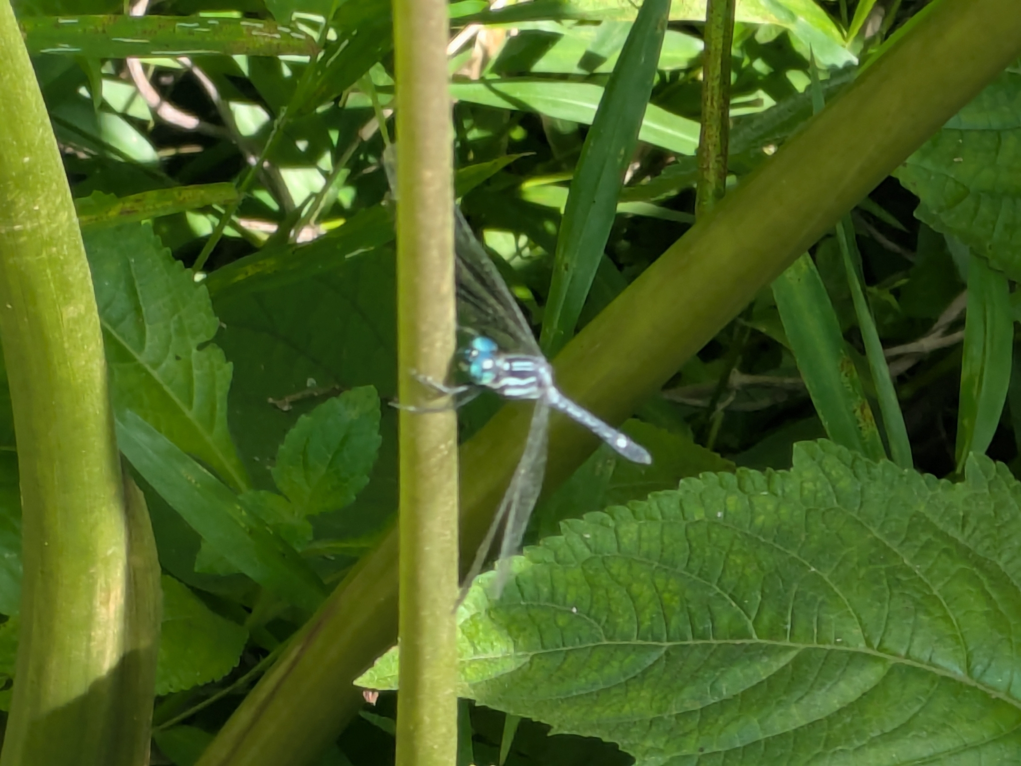 Blue Hawklet