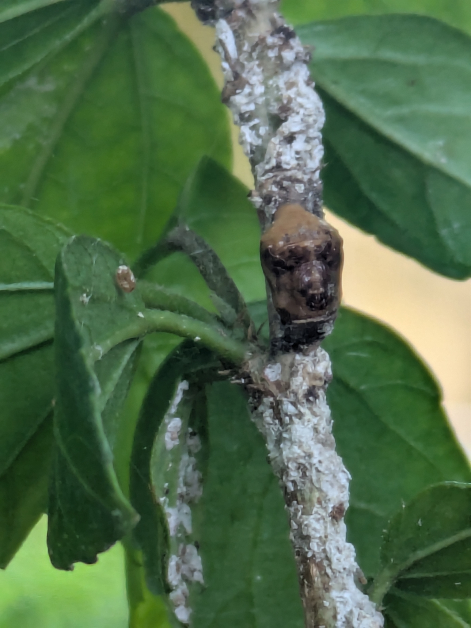 Apefly