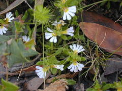 Scaevola albida