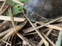 Trachemys venusta uhrigi