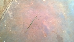 Schizocephala bicornis