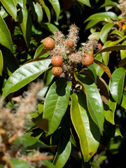 Dryocosmus castanopsidis