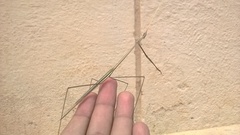 Schizocephala bicornis