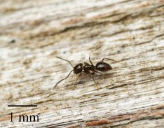 Brachymyrmex patagonicus