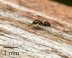 Brachymyrmex patagonicus