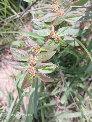 Asthma Plant