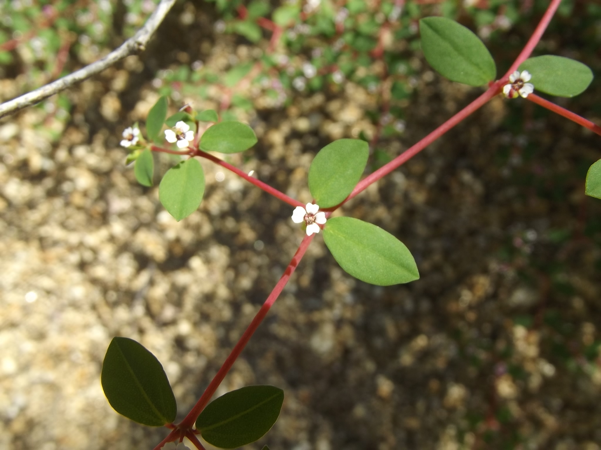 Euphorbia polycarpa var. mejamia