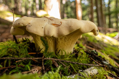Cantharellus subalbidus