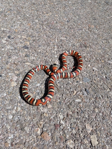 Chihuahuan Mountain Kingsnake