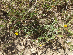 Pectis multiseta ambigua