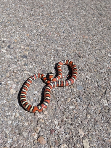 Chihuahuan Mountain Kingsnake