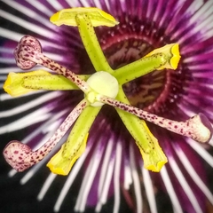 Passiflora caerulea