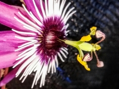 Passiflora caerulea
