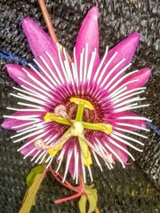 Passiflora caerulea