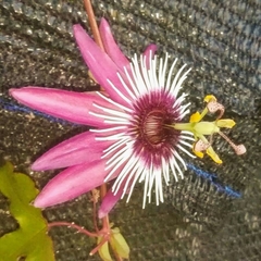 Passiflora caerulea