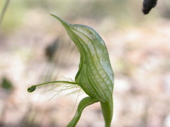 Pterostylis unicornis