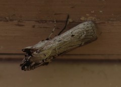 Melitara subumbrella