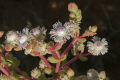 Stoeberia frutescens