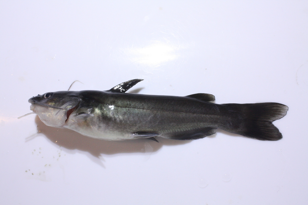 Lerma catfish (Ictalurus dugesii) — Ictaluridae