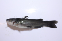 Ictalurus dugesii