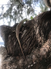 Dasia olivacea