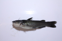 Ictalurus dugesii