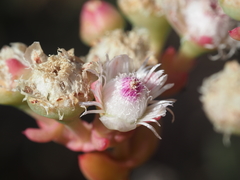 Stoeberia frutescens