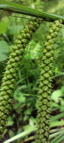 Carex flabellata iNat (2)