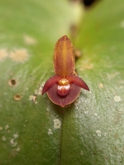 Pleurothallis cordata
