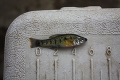 Chapalichthys encaustus