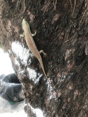 Dasia olivacea