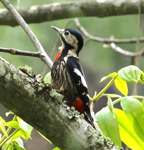 Necklaced Woodpecker (Dryobates pernyii), photo 4