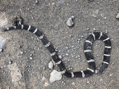 Elapsoidea loveridgei