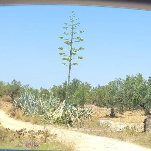 American century plant