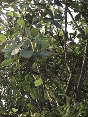 Pittosporum crassifolium
