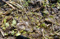 Mazus novaezeelandiae