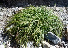 Carex resectans