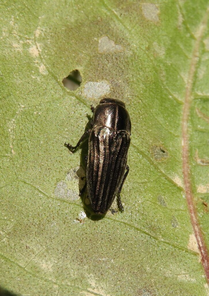 Sphenoptera sculpticollis