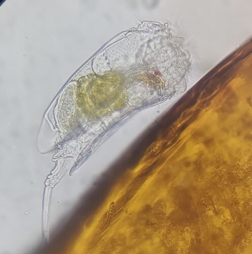 Euchlanis dilatata