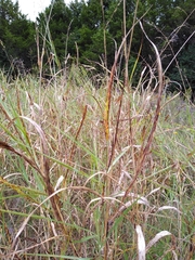 Sorghinae