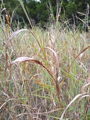 Sorghinae