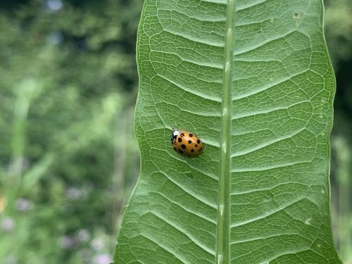 Asiatischer Marienkäfer