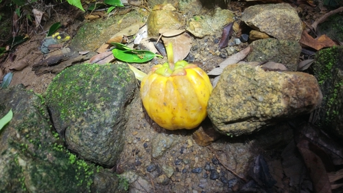 asam gelugur (Garcinia atroviridis)